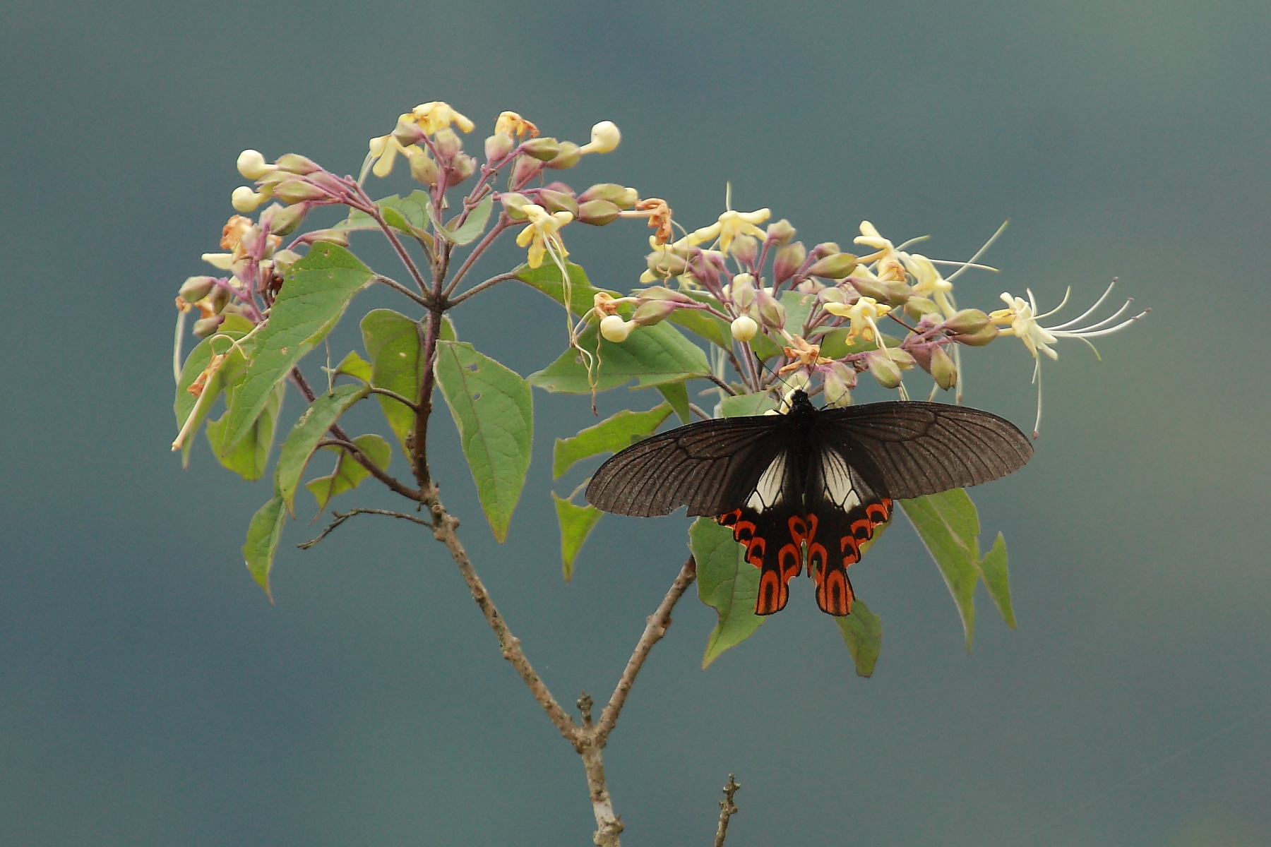 太平山的訪花版寬尾鳳蝶