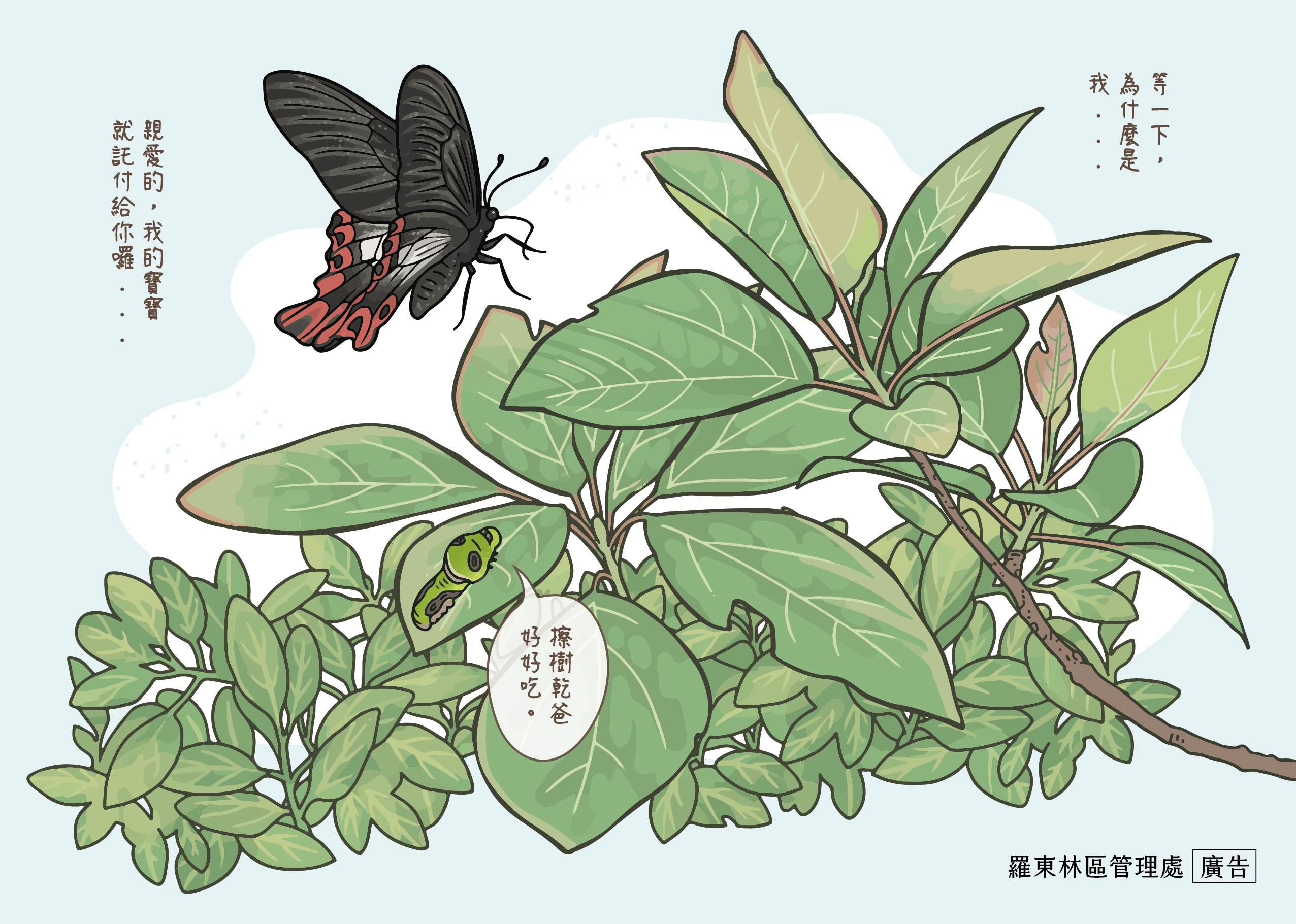 臺灣檫樹是寬尾鳳蝶的唯一食草