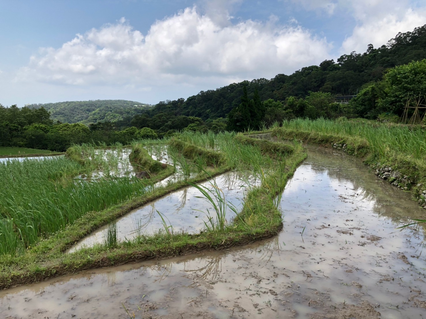 三芝水梯田