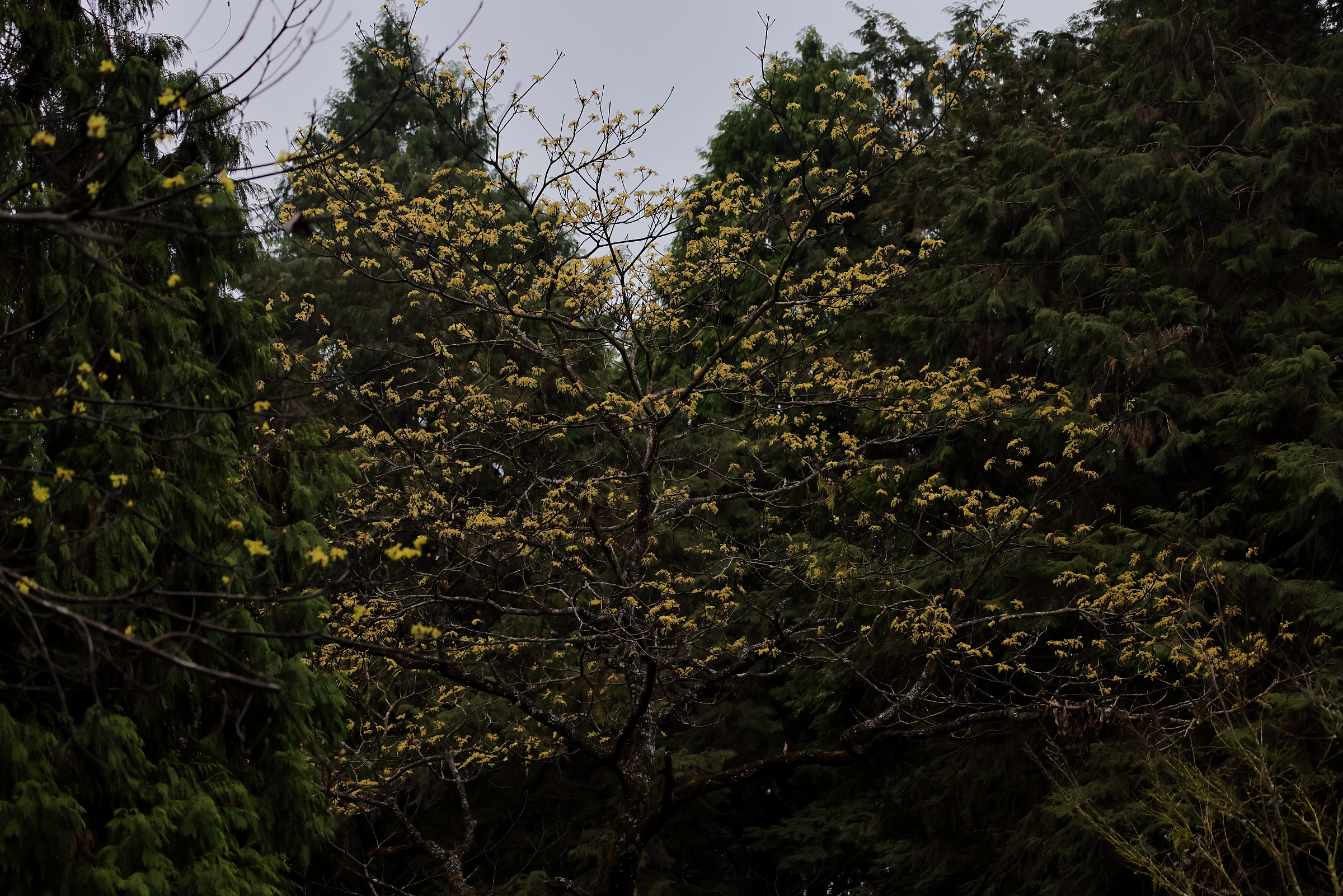 2月，臺灣檫樹的滿樹黃花