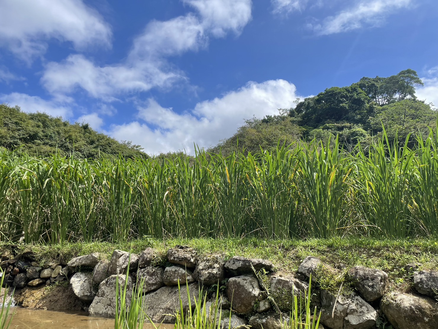 三芝水蛇田