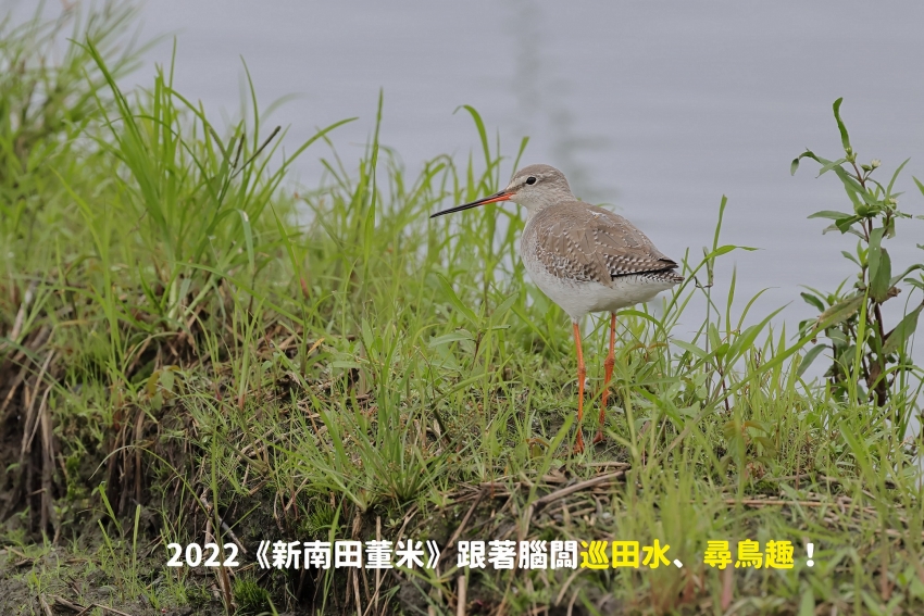 2022一年一度的冬季賞鳥活動來囉！