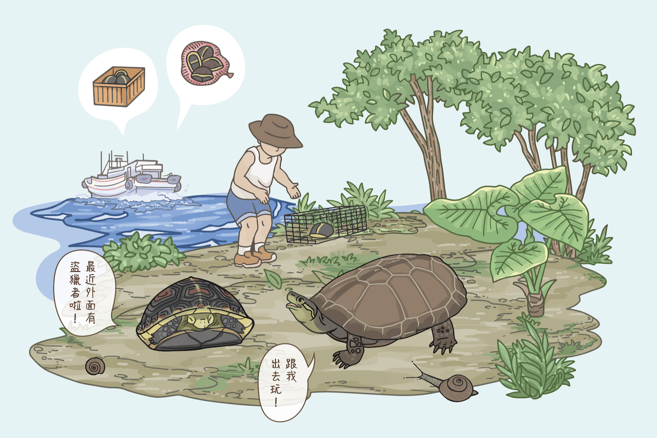食蛇龜與柴棺龜